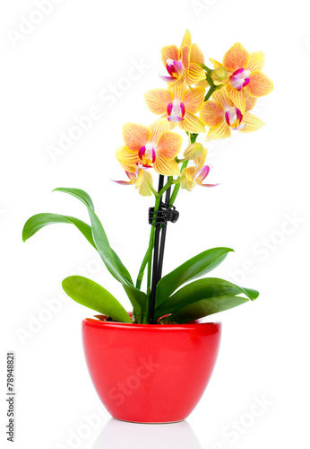 Fototapeta Naklejka Na Ścianę i Meble -  beautiful yellow orchid in pot isolated on white