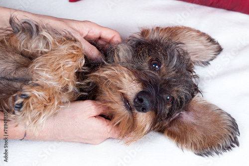 Massaggio e coccole cane bassotto photo
