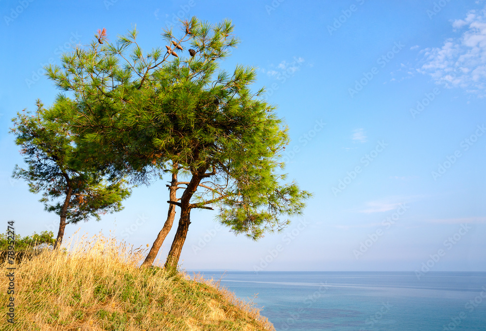 Three pine trees on a hill on background of blue sky and sea - obrazy, fototapety, plakaty 