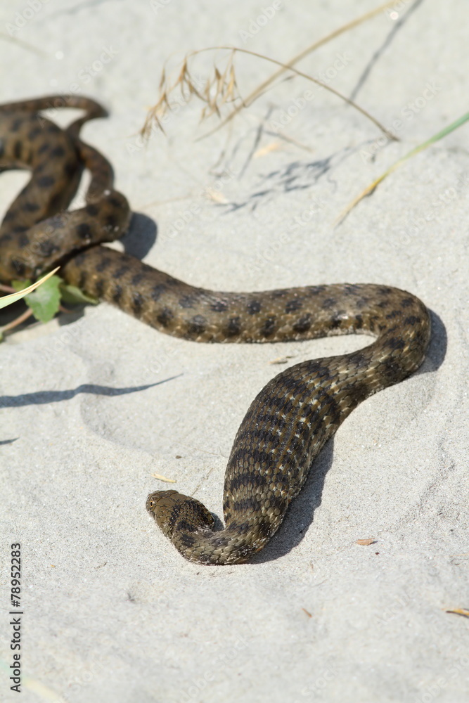 Fototapeta premium dice snake after eating a fish