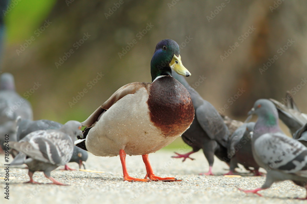 Fototapeta premium male mallard duck standing proud amongst pigeons