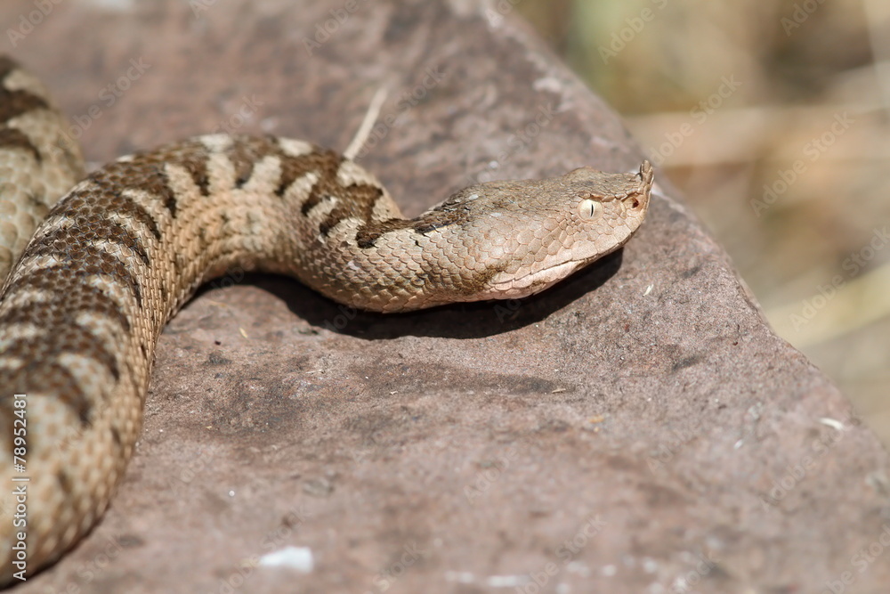 Obraz premium nose horned viper large female