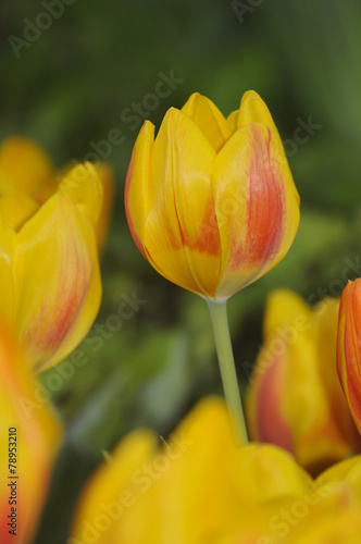 Tulpen