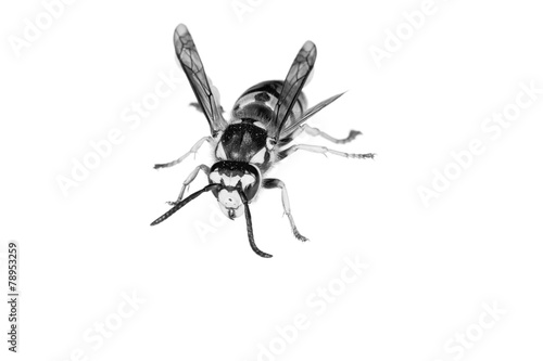 Closeup of a Wasp on White Background