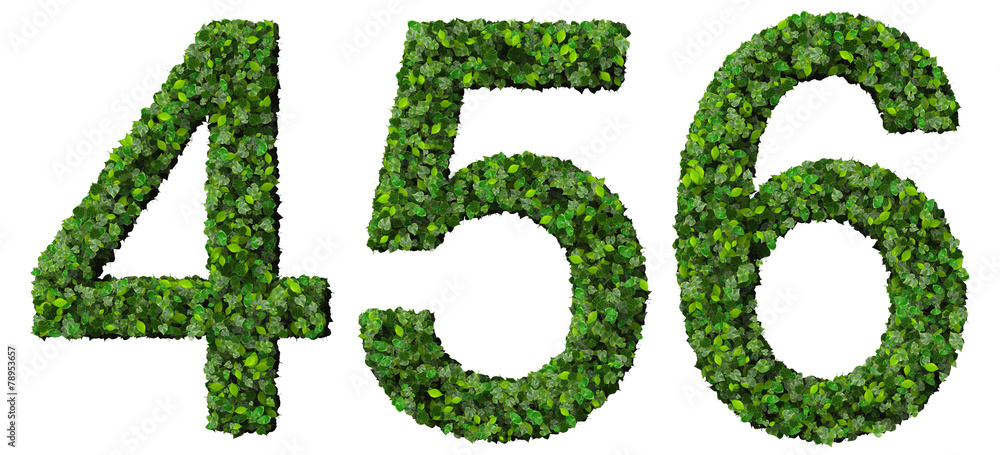 4 5 6 number made from green leaves isolated on background. 4 5 6 number made from green leaves isolated on background.