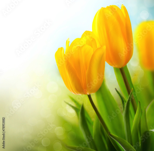 Fototapeta Naklejka Na Ścianę i Meble -  Spring tulip flowers growing. Beautiful yellow tulips closeup