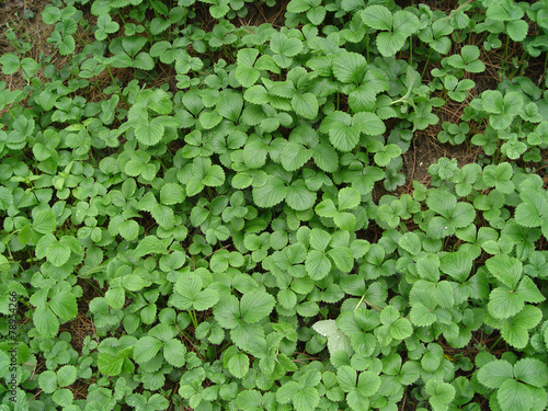 Wallpaper Mural 풀잎 배경이미지 Torontodigital.ca