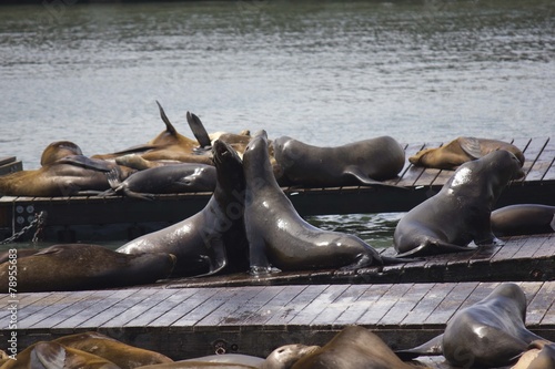 Photography Two Sea Lions embracing