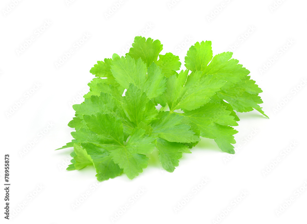 Coriander sprig isolated on white Coriander sprig isolated on white