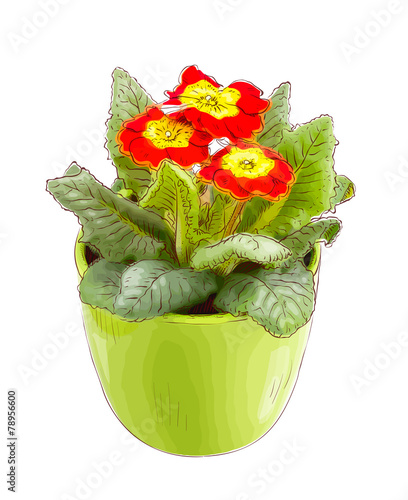 Red primrose in a flowerpot