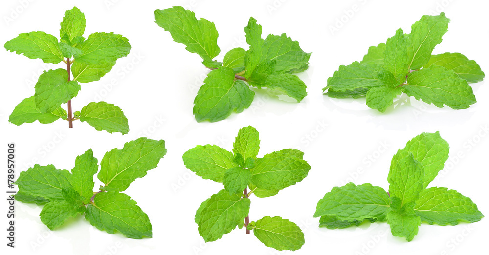 Mint leaf on a white background Mint leaf on a white background