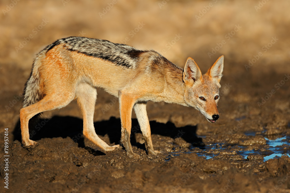 Black-backed jackal, Kalahari desert