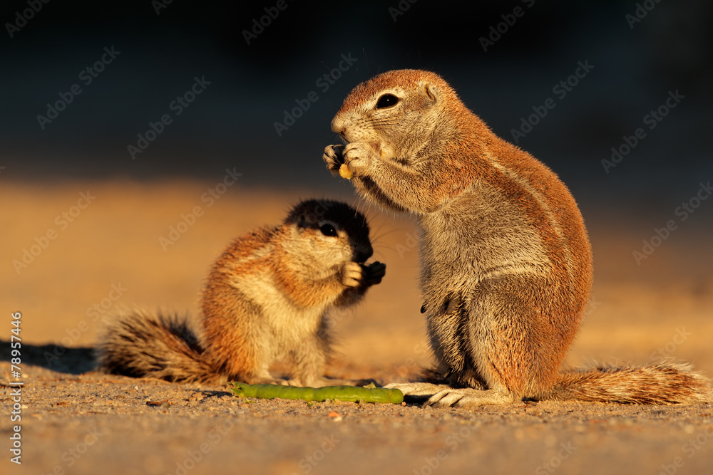 Fototapeta premium Feeding ground squirrels, Kalahari desert