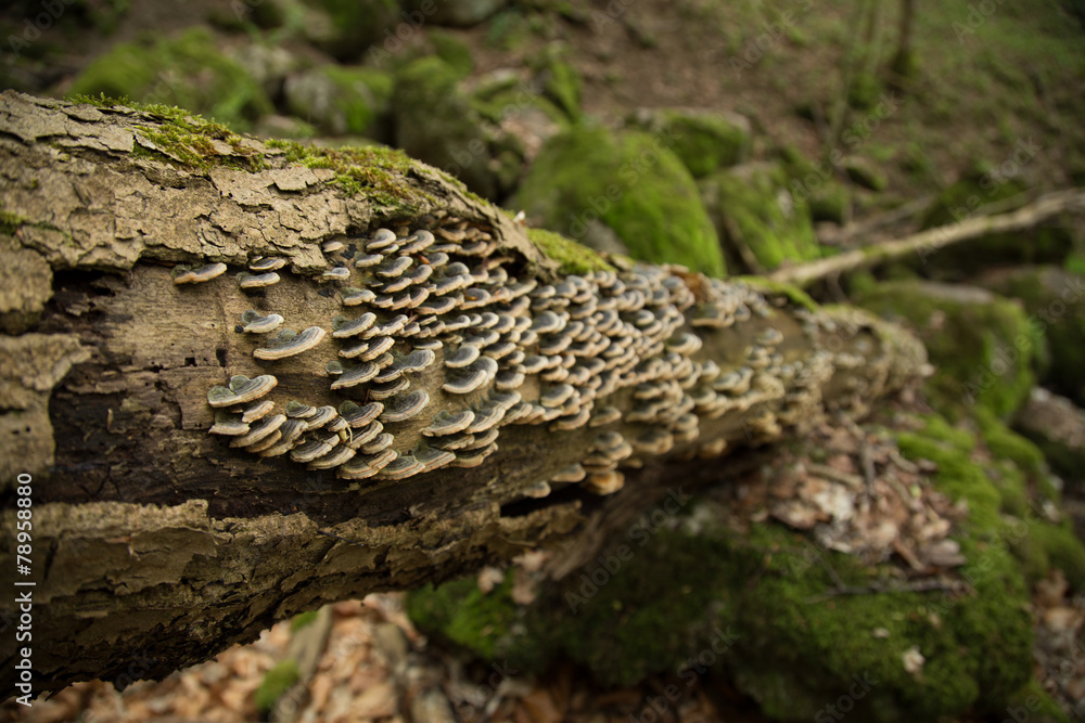 Obraz premium Pilze am Baum