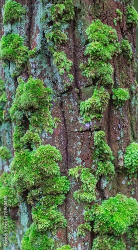 Close-up of moss-covered bark © khlongwangchao