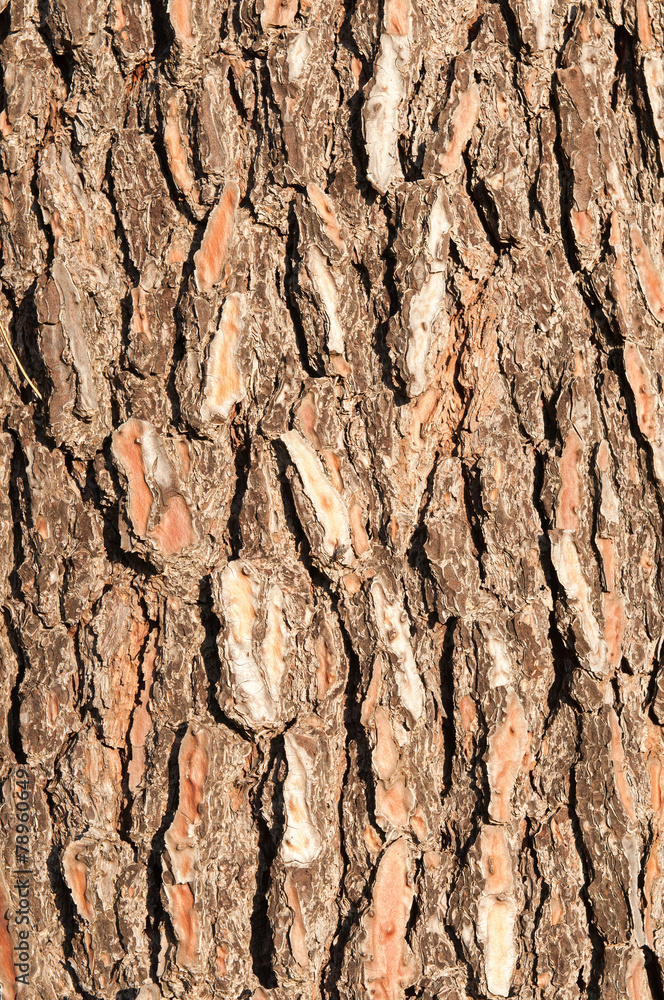 Bark of a pine tree Bark of a pine tree