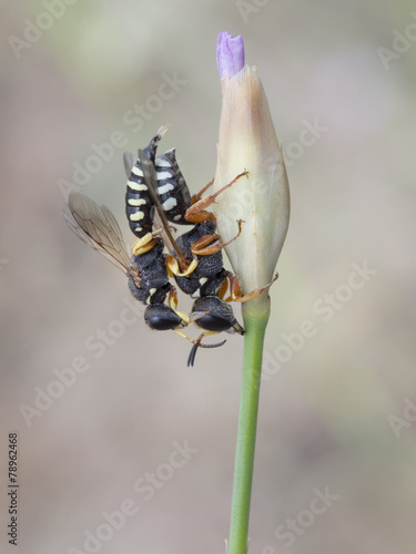 Grabwespen, Lestica alata photo