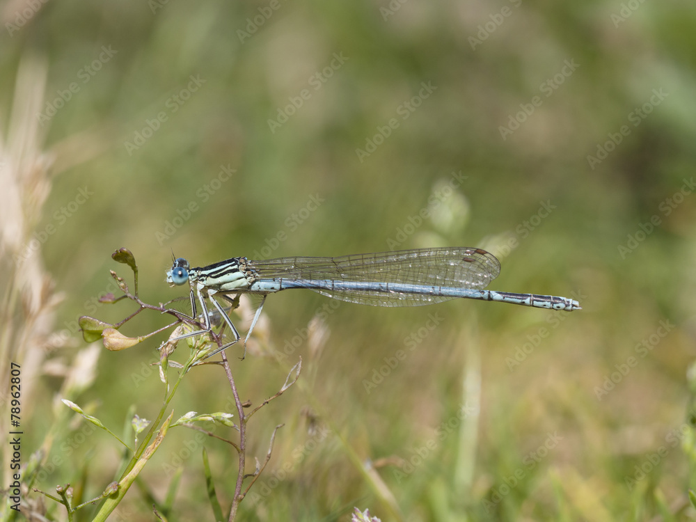 Blaue Federlibelle, Platycnemis pennipes Blaue Federlibelle, Platycnemis pennipes