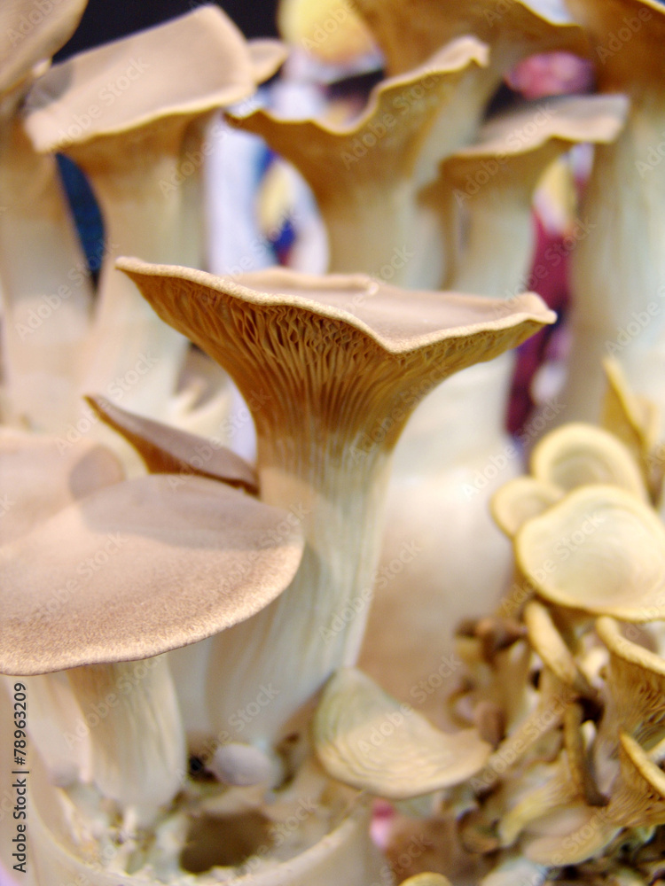 Fototapeta premium 식품이미지