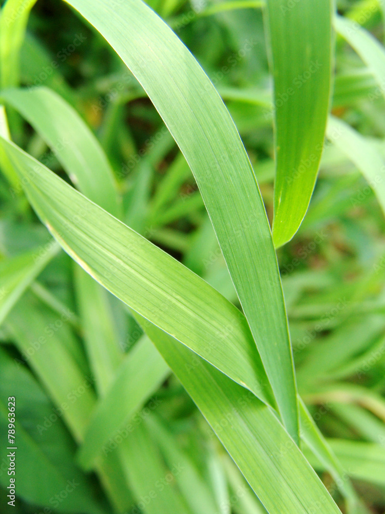 Obraz premium 자연이미지