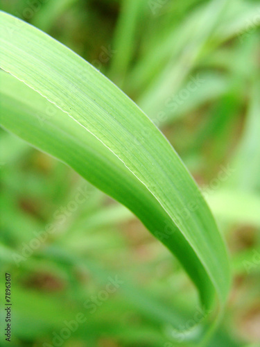 Wallpaper Mural 자연이미지 Torontodigital.ca