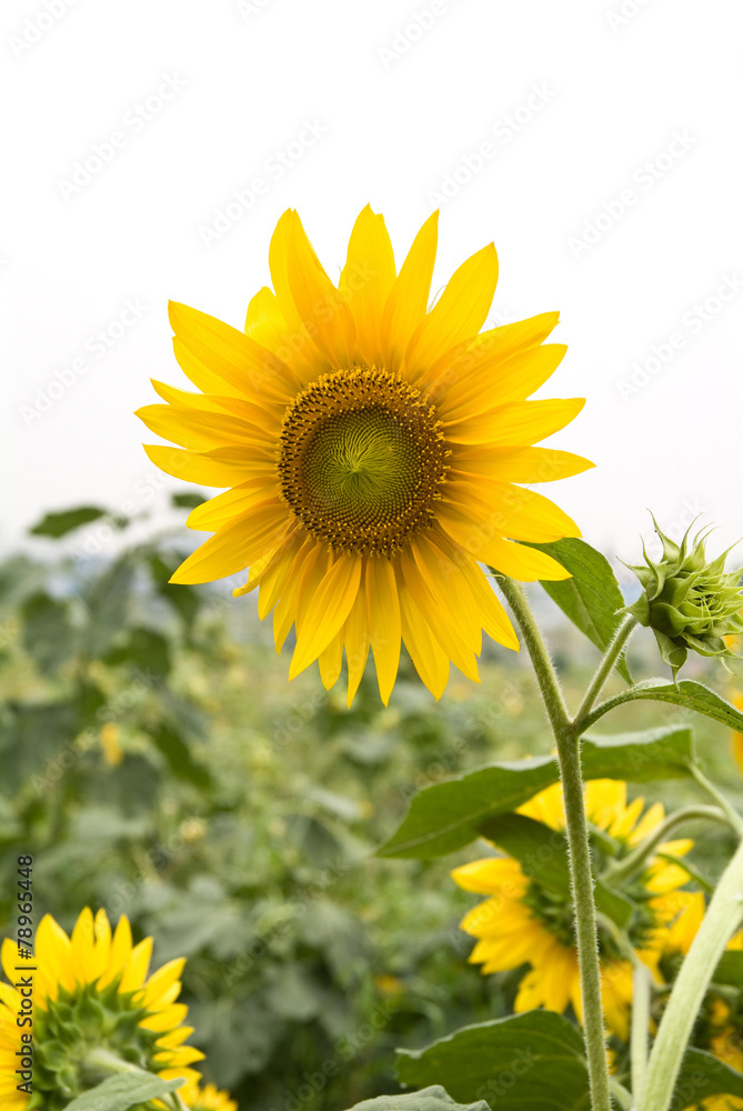 Fototapeta premium 식물이미지