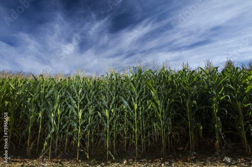 Milho cornfield lavoura 8825