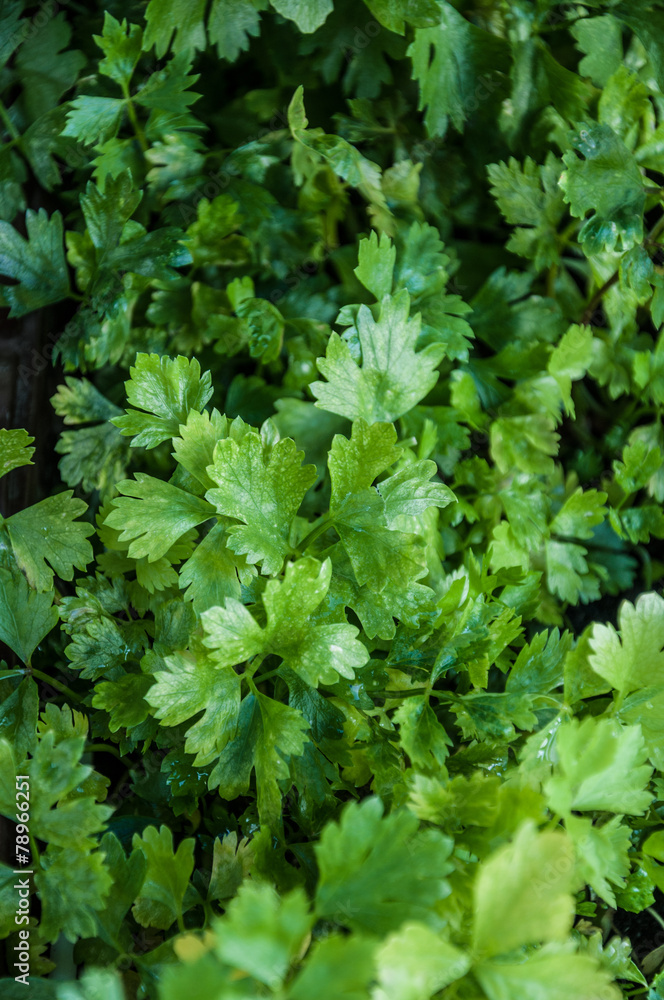 parsley parsley