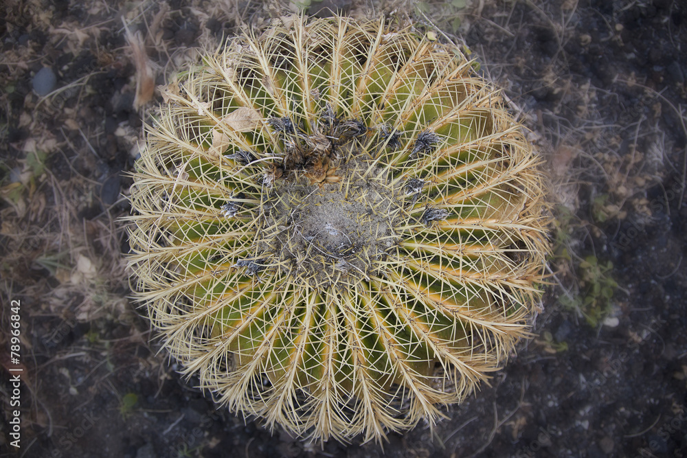 cactus rotondo