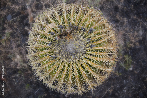 Obraz na płótnie cactus rotondo w salonie