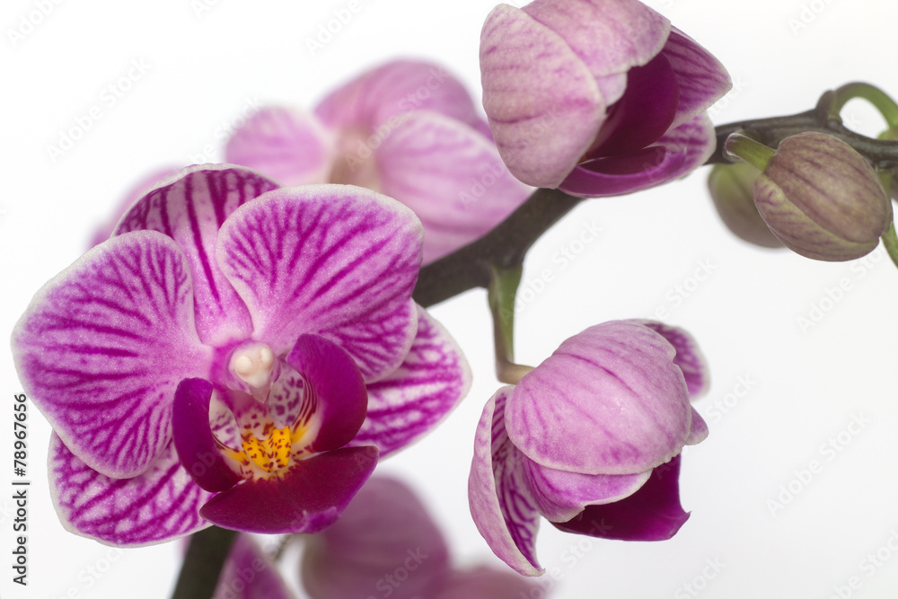 wonderful orchid
