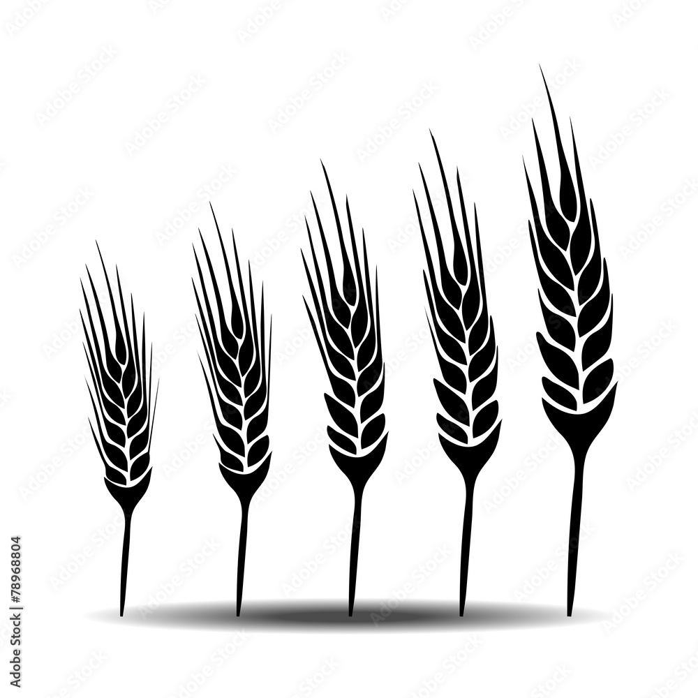 wheat vecter
