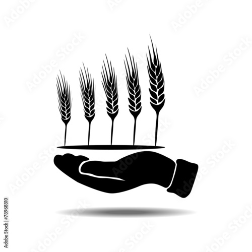hands with wheat