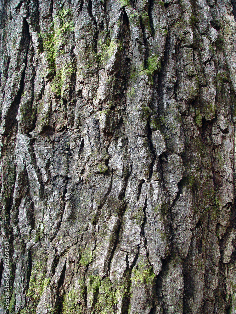 Obraz premium 식물이미지