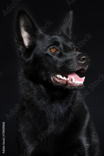 Black wolf dog breeds
