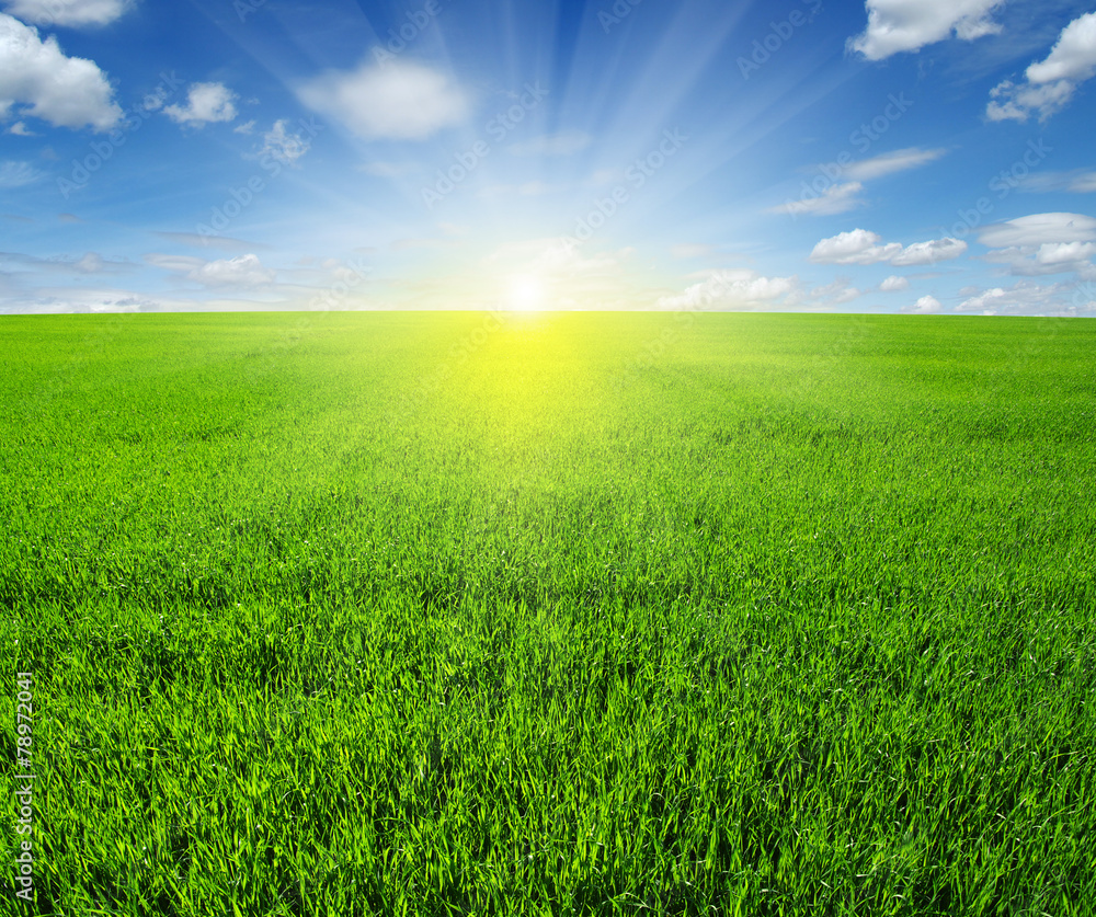 field and sun field and sun