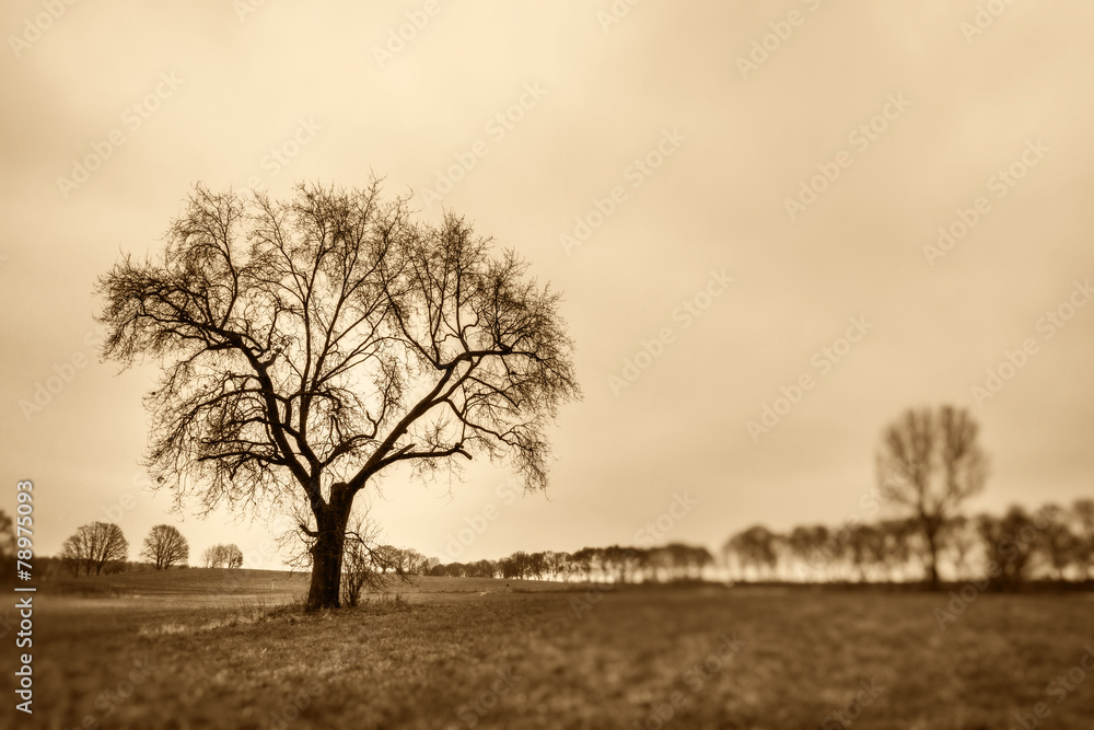 Naklejka premium nur ein Baum