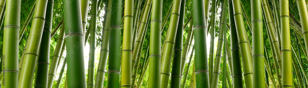 Naklejka premium Słońce zagląda przez gęsty bambus