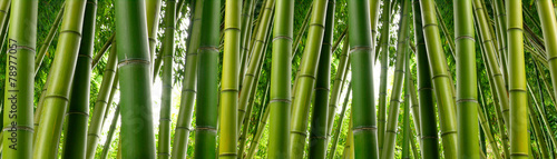 Photo Sunlght peeks through dense bamboo