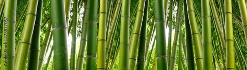 Obraz  z motywem Sunlght peeks through dense bamboo