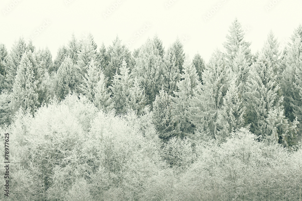 white wood covered with frost frosty landscape white wood covered with frost frosty landscape