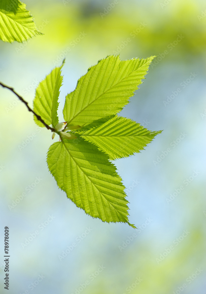 leaves leaves