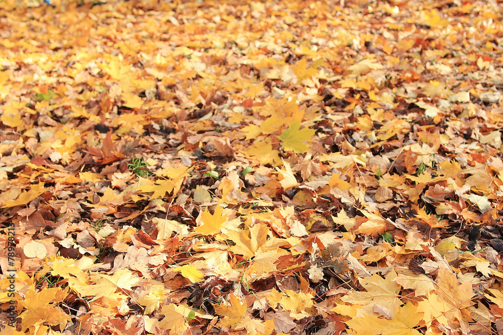 texture of yellow leaves on the ground park maples texture of yellow leaves on the ground park maples