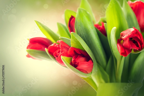 Fototapeta Naklejka Na Ścianę i Meble -  Spring flowers bunch. Beautiful red tulips bouquet