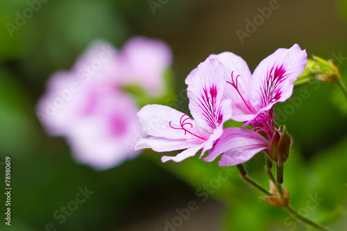 Pelargonia