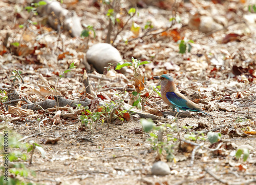 Indian roller in Jhirna forest photo