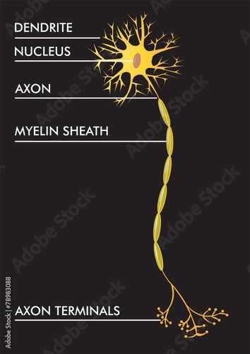 vector illustration of neuron scheme with description
