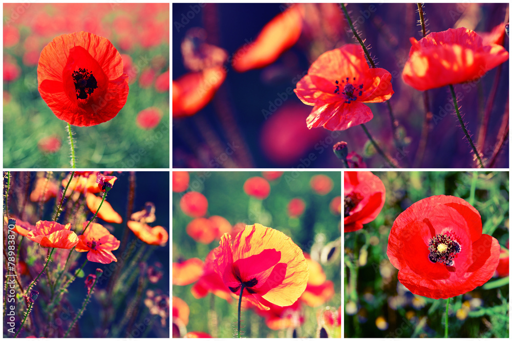 Obraz premium Beautiful poppy flowers collage