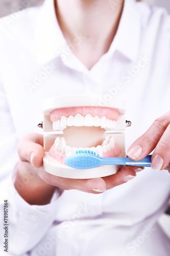 Female hands holding dental model with toothbrush, closeup