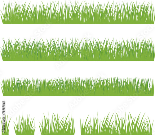 Set of green grass isolated on white background
